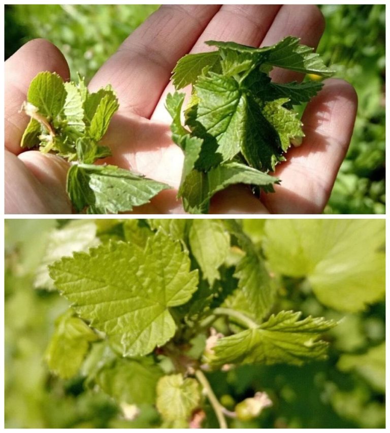 40 ml na 10 l vody proti mšicím na rybízu. Chráníme keře před škůdci.