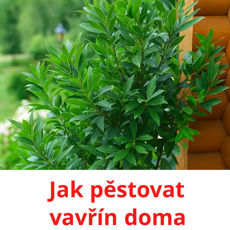 Tajemství pěstování vavřínu doma: Už nikdy bez čerstvých bobkových listů!
