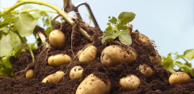 Metoda, která vyžaduje 21 hlíz a zajistí rodinné potřeby brambor:Dvoupatrový „bramborový dům“: stačí malá plocha!