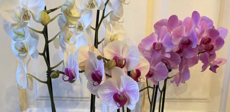 Místo vody dejte své orchideji toto. 2 lžíce denně stačí.