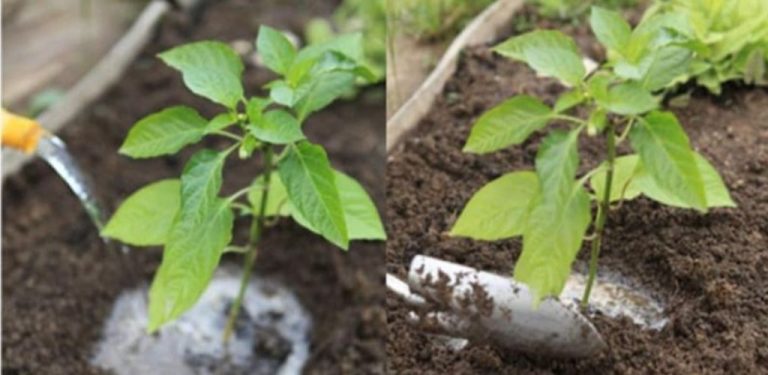 Masité, velké papriky jsou snem každého zahradníka! Existuje jeden jednoduchý produkt, díky kterému budou vaše papriky šťavnaté a bohaté