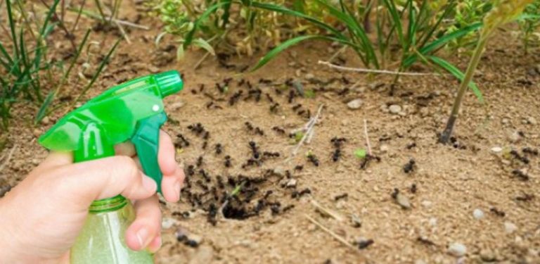 Zbavte se mravenců na zahradě – 7 přírodních způsobů, jak je trvale zlikvidovat