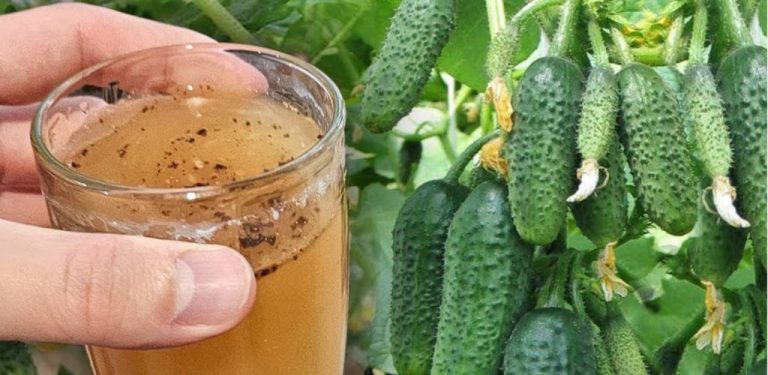 Zalévejte zahradu tímto přírodním receptem jednou za 10 dní – a budete mít okurky až do podzimu!