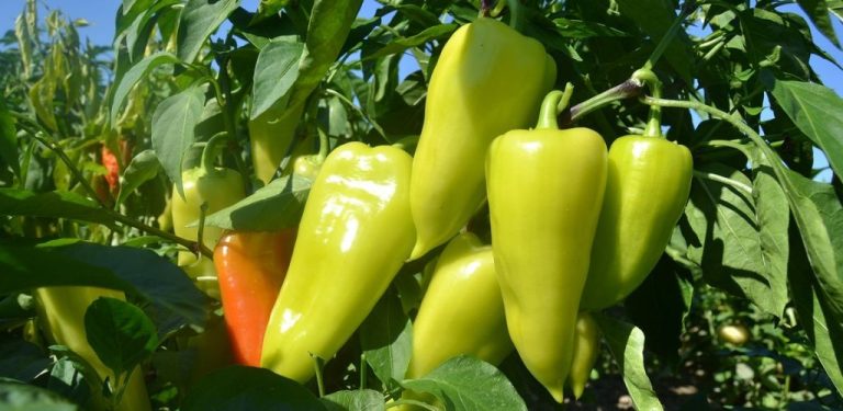 Pokud budete postupovat takto, stejná paprika může rodit po celá léta