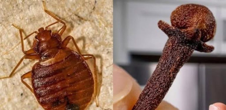 Štěnice zmizí z vaší postele během několika minut, pokud uděláte toto
