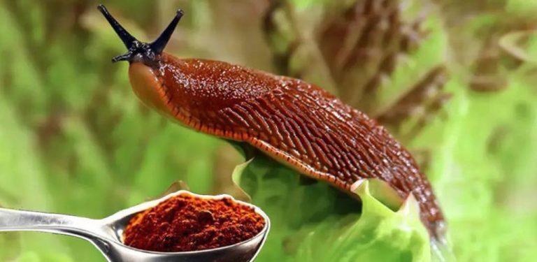 Nejsilnější insekticid bez chemie. Mšice zmizí do 1 minuty. šneci a slimáci okamžitě prchají z vaší zahrady