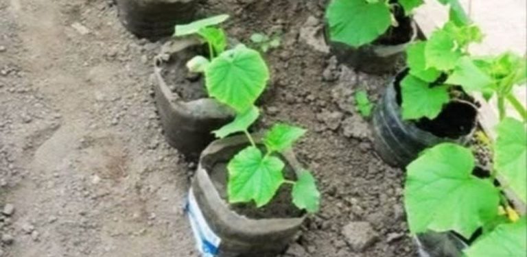 Sázím okurky do lahví a radím vám, abyste udělali totéž! Námaha a potíže jsou minimální a sklizeň je velmi štědrá