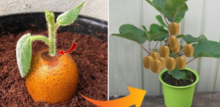 Jak snadno pěstovat kiwi doma: kompletní průvodce od semínek po ovoce!