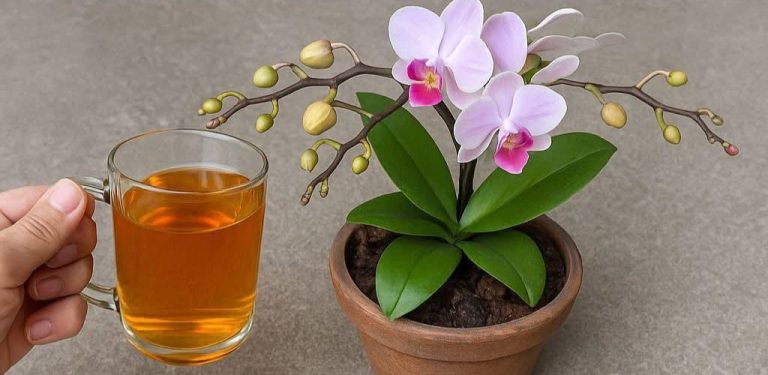 K oživení každé neživé orchideje stačí jeden šálek.
