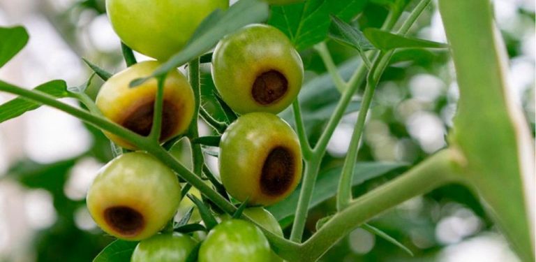 Proč rajčata černají a jak tomuto jevu můžeme předejít: užitečné rady agronomů