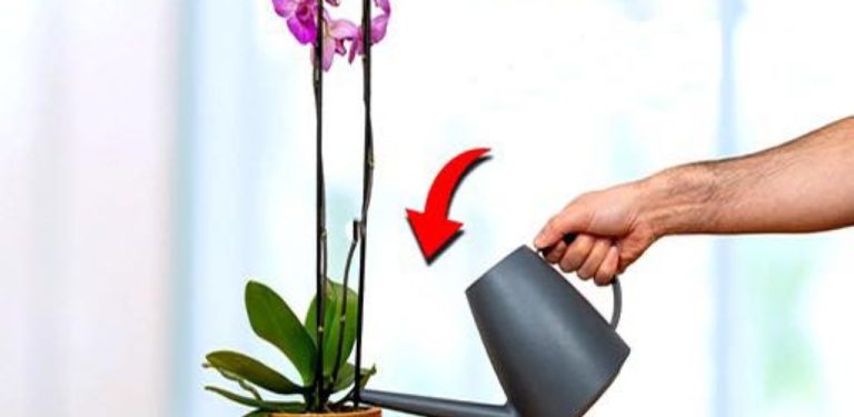 Od té doby, co jsem to objevil, jsem už nikdy neztratil žádnou orchidej! Zůstanou zdravé a kvetou po celý rok!