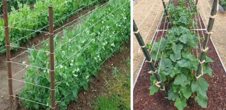 Pěstování okurek na mřížoví LEVNĚ a SNADNO – nejproduktivnější metoda