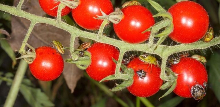 Pokud nechcete používat chemické prostředky, vyzkoušejte tyto 3 metody proti štěnicím