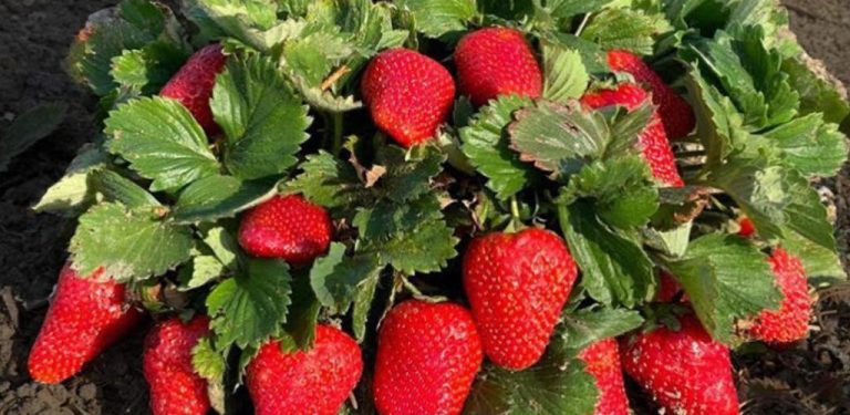 Umístěte lžíci pod každou rostlinu – zdvojnásobí vaši úrodu jahod jako nikdy předtím