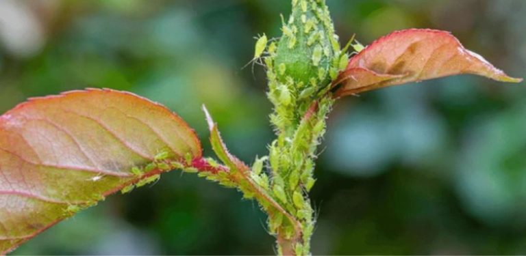 Nejúčinnější insekticid na růže ve vaší zahradě – mizí mšice a vši na růžích