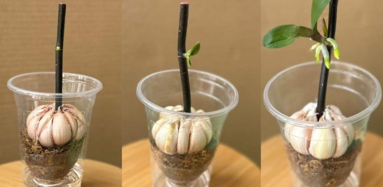 Profesionální zahradníci používají tento trik k prodloužení života orchidejí na mnoho let