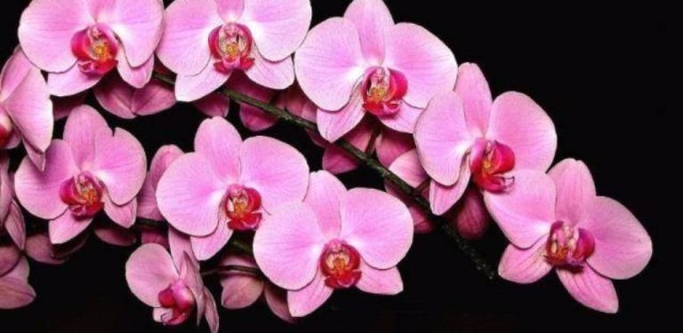 Takto můžete povzbudit svou orchidej, aby kvetla!