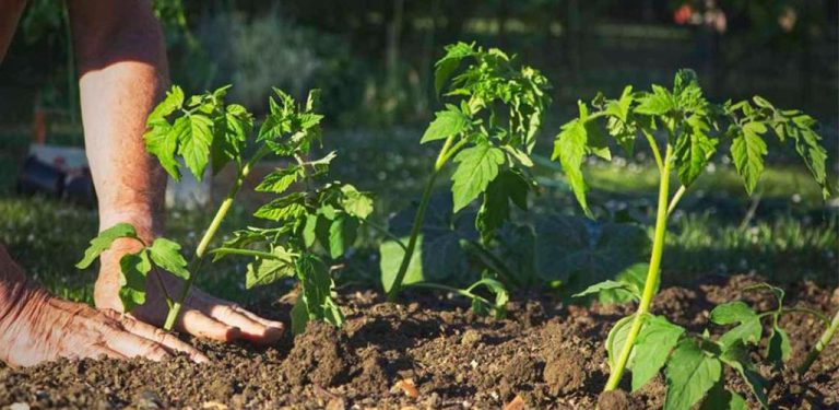 Proč byste měli sázet sazenice rajčat vodorovně – Zahradníkův trik, který zdvojnásobí vaši produkci rajčat