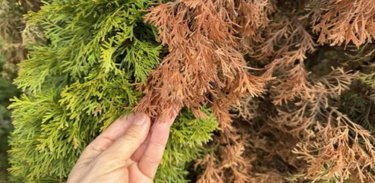 Proč Thuja suší? Časté chyby a účinné prostředky, které to mohou zachránit