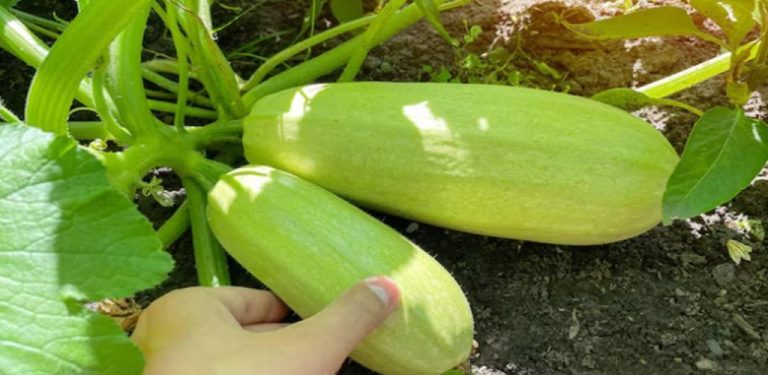 Jak pěstovat cuketu, abyste měli bohatou úrodu bez škůdců