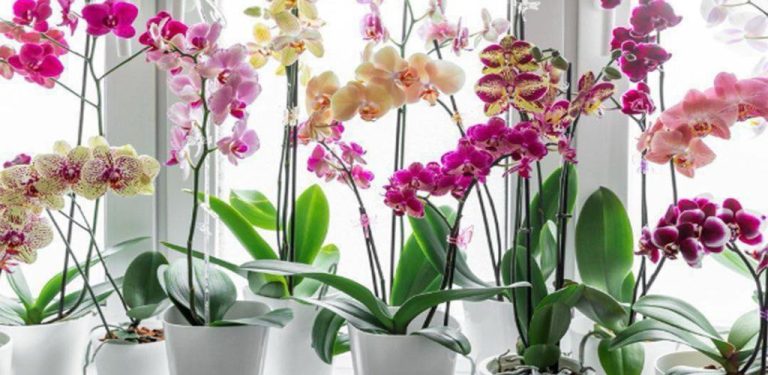 To je tajemství krásně kvetoucích orchidejí po celý rok. Používám ho léta