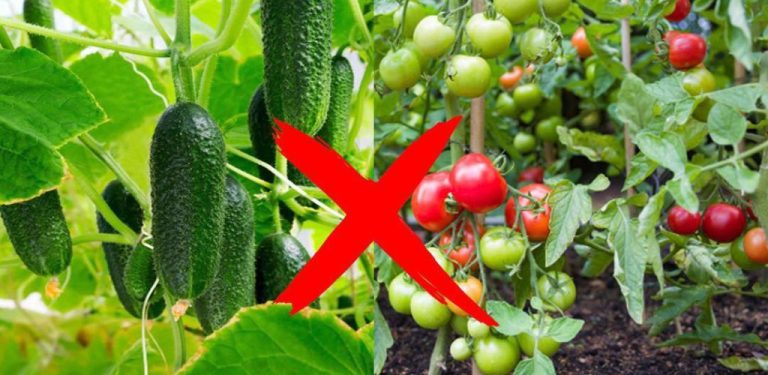 Přestaňte sázet tuto zeleninu společně! 10 chyb, které dělá mnoho lidí na zahradě