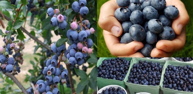 Jak pěstovat borůvky doma v květináčích – zvládne to každý
