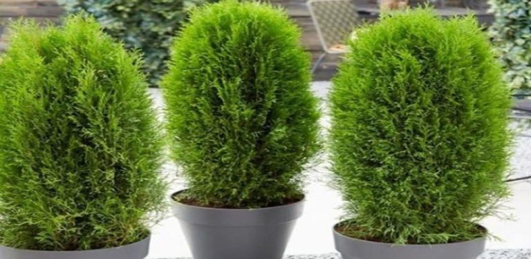 Jak množit Thuja řízkováním doma. Zvládne to každý