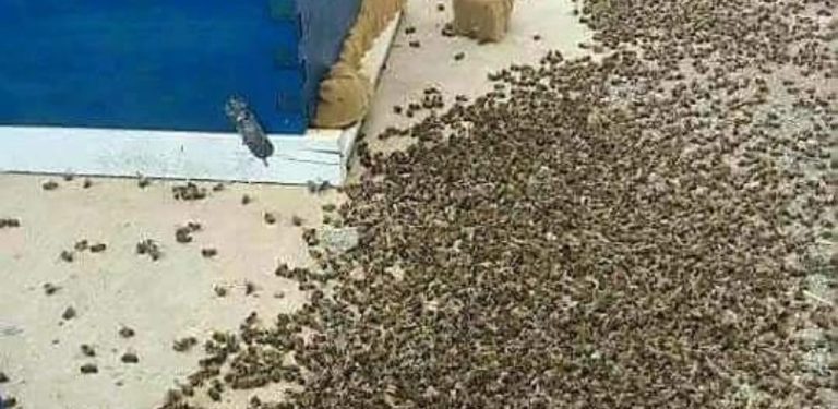 Silně pochybuji, že příspěvek bude pozorně přečten nebo sdílen, ale budu.
