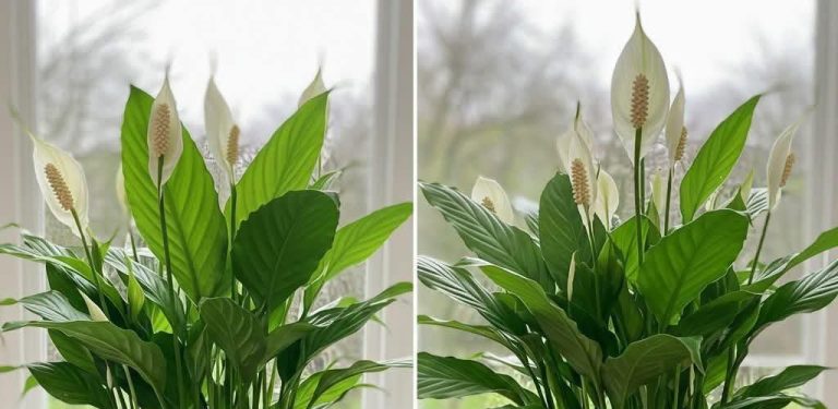 Lilie míru, s touto ingrediencí zůstane navždy bujná!
