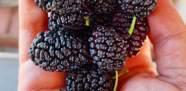Pomáhá imunitnímu systému a reguluje hladinu špatného cholesterolu! Je bohatý na vitamíny a má velmi málo kalorií, proto byste ho měli jíst častěji