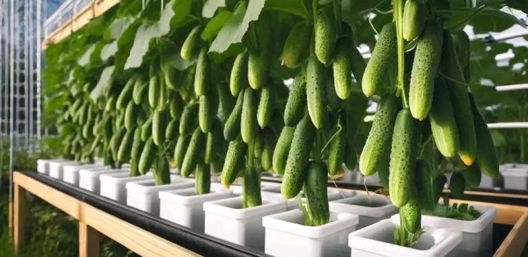 Krmím okurky sodou podle Makajevovy metody: okurky neochorují a sklizeň vždy sbírám po kbelících