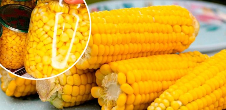 Konzervovaná kukuřice na zimu – jako čerstvá! Sladká, šťavnatá, křupavá – jako by byla právě uvařená!