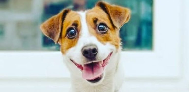 Jack Russell je zakázán. Odborníci jmenovali 26 psích plemen, která se absolutně nehodí pro bydlení v bytě.
