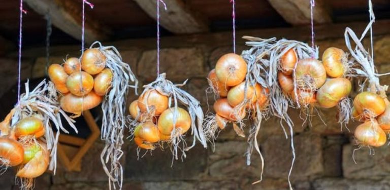 Udělejte to včas – a cibule vydrží až do jara! Tajemství správného sušení, aby nehnila a nevyklíčila