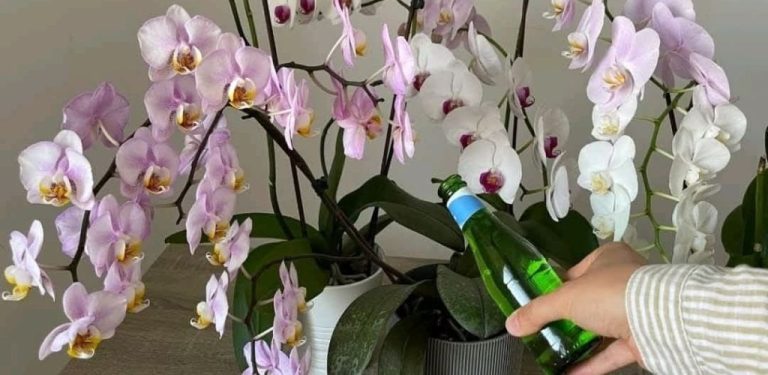 „Moje oblíbená orchidej kvete jako bláznivá“ – takhle připravíte pochoutku pro nádherné kvetení orchidejí