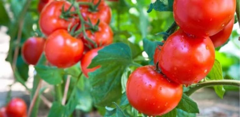 Jak hnojit rajčata v červenci, abyste získali bohatou úrodu. Klíčové ingredience pro přírodní a účinné hnojivo