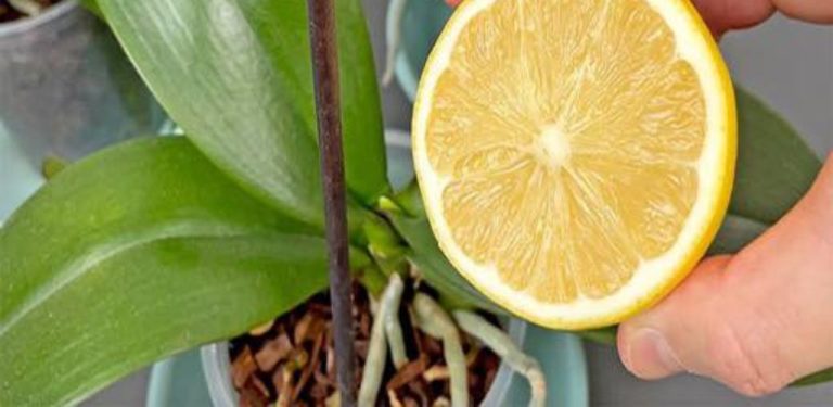 Potřebujete jen 1 citron! Vaše orchidej bude kvetou bohatě po celý rok!