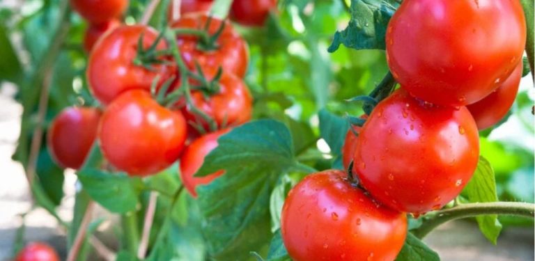 Jak krmit rajčata v červenci, abyste měli bohatou úrodu. Klíčové ingredience pro přírodní a účinné hnojivo