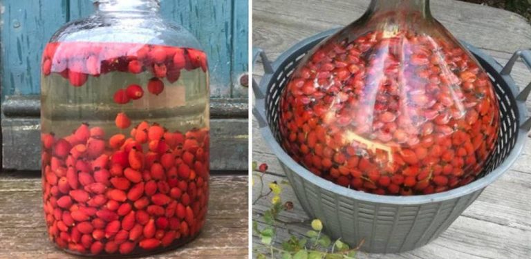 Recept na šípkové víno – Jak připravit tento lahodný nápoj starý 100 let
