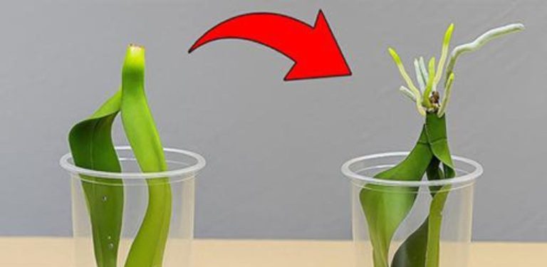 Pěstujte orchideje ve vodě, i když nemají kořeny, a sledujte, jak jim vyrostou zdravé kořeny!