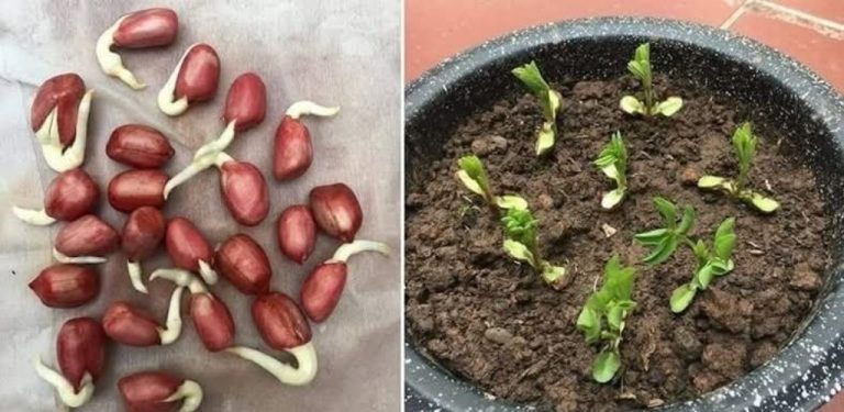 Jak pěstovat arašídy doma: podrobný návod