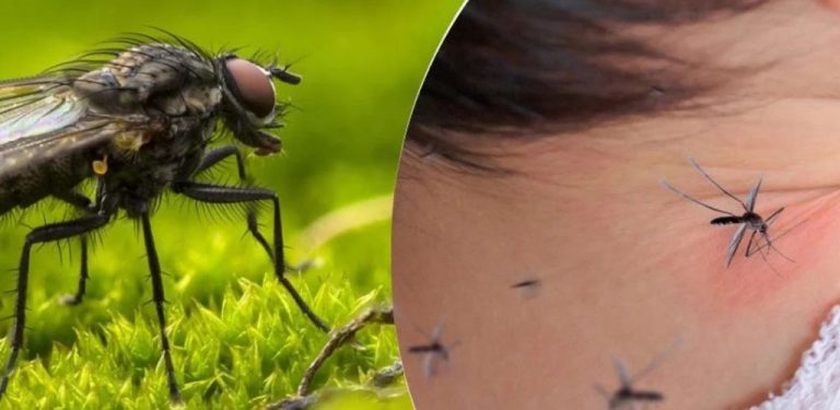 Babiččina metoda, která zahání mouchy a hmyz z domu – jednoduchý, ale účinný trik