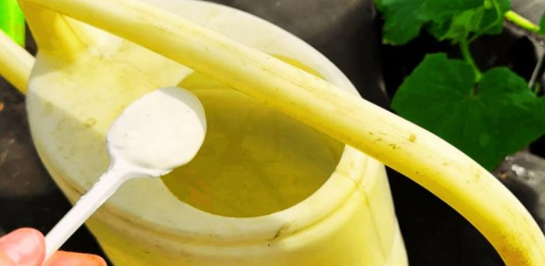1 lžíce na konvici a vaše okurky vás zaplaví úrodou! Neonemocní a divoce rostou