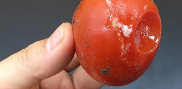 Nevyhazujte zkažené rajčata! Čím jsou shnilější, tím jsou užitečnější a cennější!