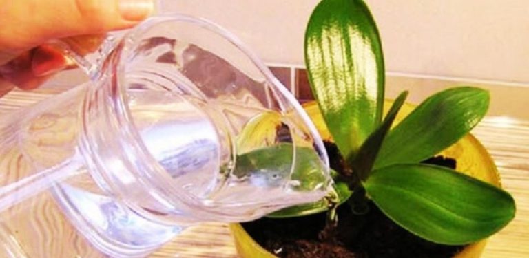 Jeden přípravek pomůže orchideji rychle otevřít jedno poupě za druhým. Výsledek vás určitě potěší