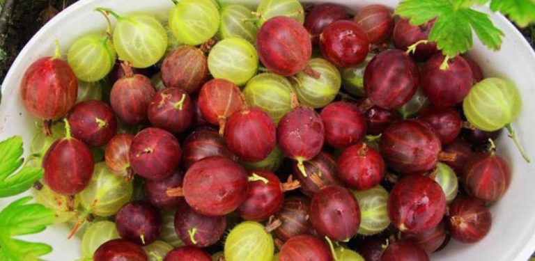 Je to jedno z nejzdravějších ovoci na planetě – je plné antioxidantů a obsahuje 20krát více vitamínu C než citron…