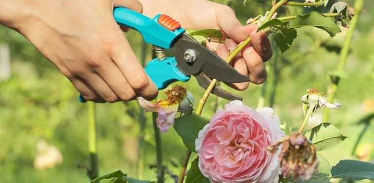 Jak mít růže kvetoucí celé léto: správné techniky stříhání a péče