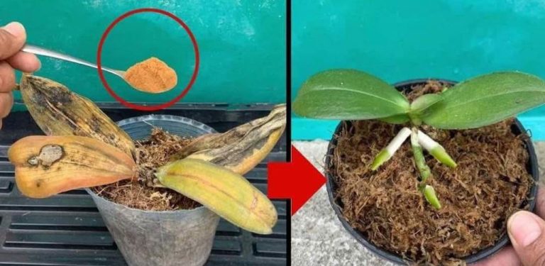 Zaschlé nebo zažloutlé orchideje nemůžete vyhodit: stačí špetka a znovu ožijí.