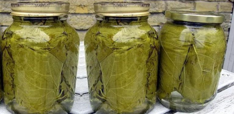 Jak správně skladovat vinné listy ve sklenici – starodávný recept našich předků